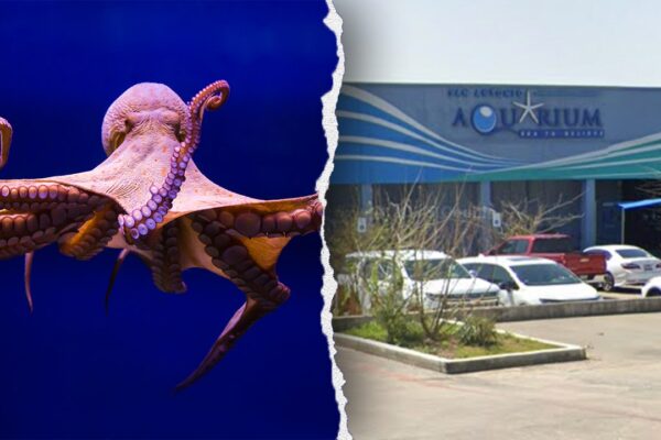 Octopus latches onto 6-year-old boy, refusing to release, mother says, showing footage of the child’s injuries
