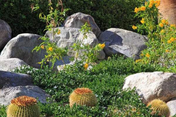 Tired of pulling weeds? Grow these 7 ground cover plants to naturally prevent weed growth in your garden | – Times of India