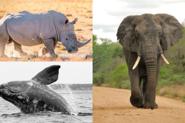 Top 10 Heaviest Animals In The World News18