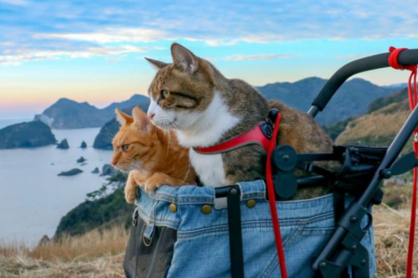 Travelling With Your Cat In The Rainy Season? Here’s What You Should Know News18