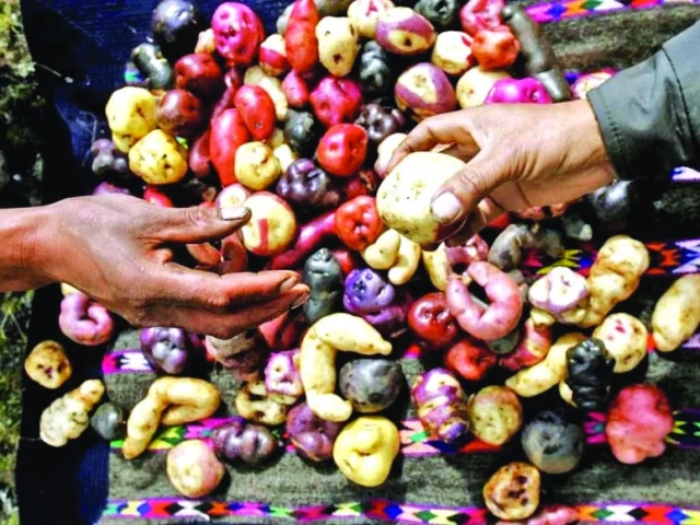 with over 5 000 varieties the potato is the world s third most important food crop photo reuters