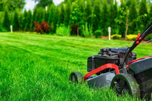 Why cutting your grass too short is the biggest lawn care mistake and what to do instead | – Times of India