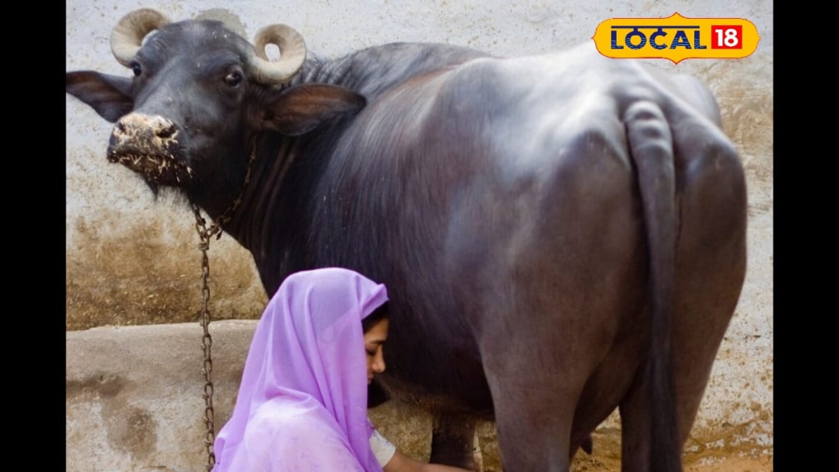 News18