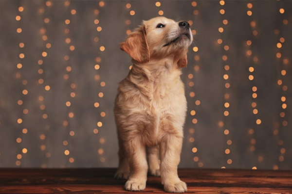 Paw-some Parties: 7 Festive Hacks Every Pet Parent In India Needs This Season