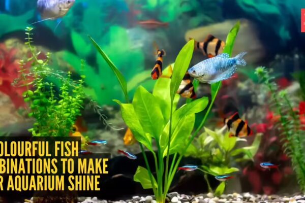 10 beautiful and colourful freshwater fish combinations to make your aquarium shine