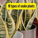 10 types of snake plants you can easily grow at home: tips and more - The Times of India