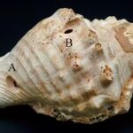 6,000-year-old walkie-talkie: Scientists revive prehistoric shells used for long-distance communication | - The Times of India