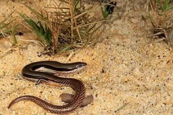 A lizard with no arms just back limbs discovered in Australia | - The Times of India