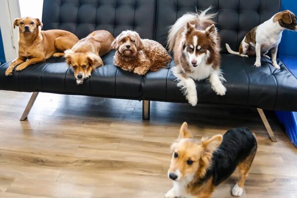 AI robot brings emotional care to pets