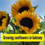 Can you grow sunflowers on your flat’s balcony? Here’s how to make them bloom | - The Times of India