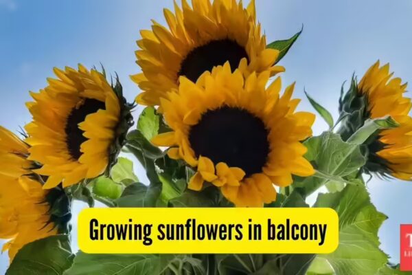 Can you grow sunflowers on your flat’s balcony? Here’s how to make them bloom | - The Times of India