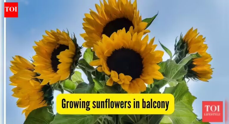 Can you grow sunflowers on your flat’s balcony? Here’s how to make them bloom | – The Times of India