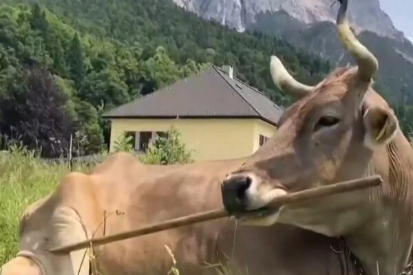 Clever cow figures out multiple ways to scratch herself with a broom