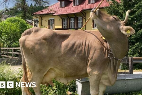 Cow astonishes scientists with rare tool use