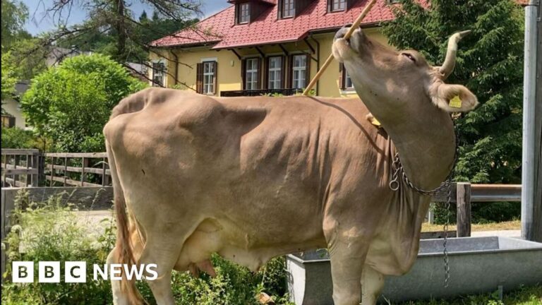 Cow astonishes scientists with rare tool use