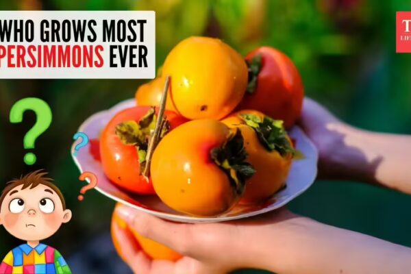 Curiosity Corner: Which country produces the most persimmons? - The Times of India