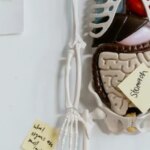 Does gut health shape how we age?