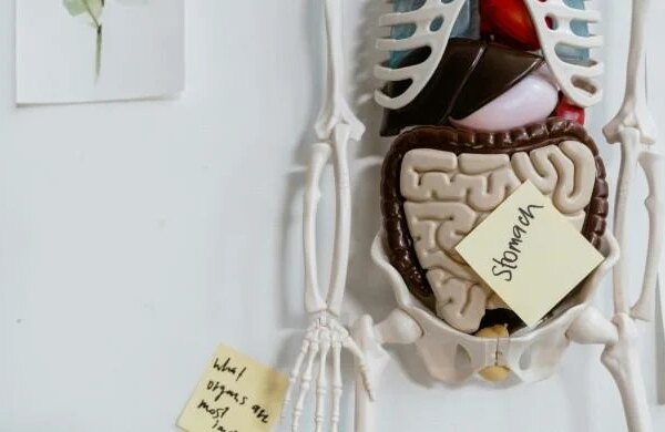 Does gut health shape how we age?