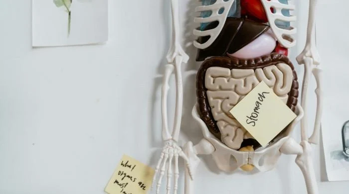 Does gut health shape how we age?