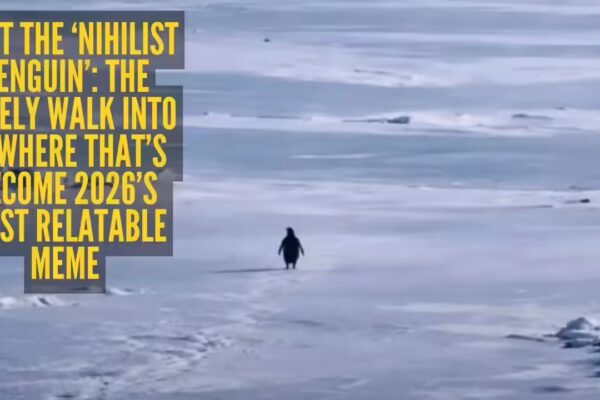 Explained: Why is a penguin’s 'death march' going viral? Know the meaning behind 'Nihilist Penguin' meme - The Times of India