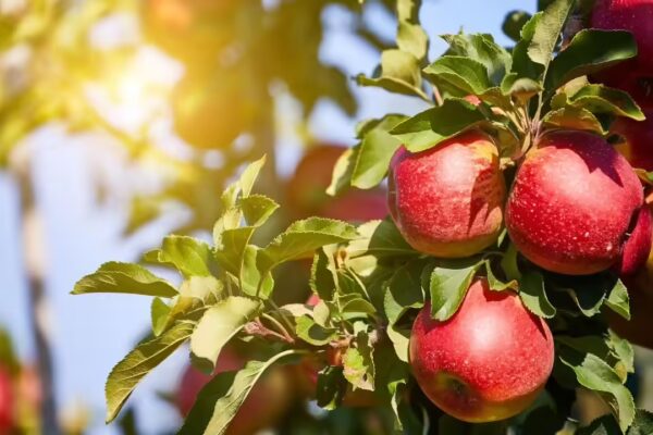 Farmers in Himachal are using ice in their apple orchards: Know the reason behind and what’s happening | - The Times of India