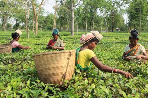 GK: Which Indian State Is Called The Tea Garden Of India?