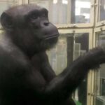 'Genius' chimpanzee Ai dies in Japan at 49