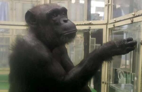 'Genius' chimpanzee Ai dies in Japan at 49