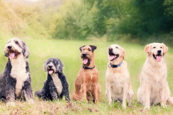 Have Kids At Home But Want A Dog? These Are the Best Family-Friendly Breeds