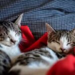 How cold is too cold for cats: Temperature guidelines, warning signs, and winter safety tips for indoor and outdoor cats | - The Times of India