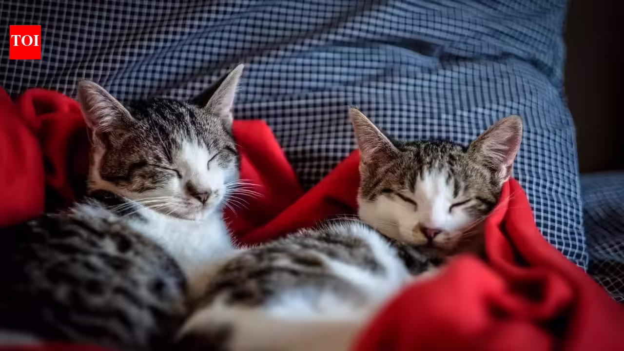 How cold is too cold for cats: Temperature guidelines, warning signs, and winter safety tips for indoor and outdoor cats | - The Times of India