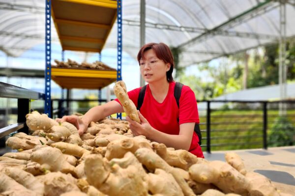 How good is a ginger shot for you?