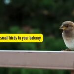 How to attract sparrows and other small birds to your balcony - The Times of India