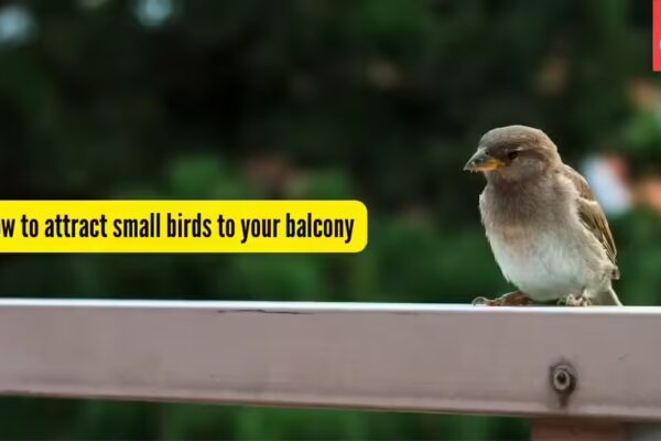How to attract sparrows and other small birds to your balcony - The Times of India