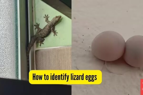 How to identify lizard eggs indoors and get rid of them safely | - The Times of India