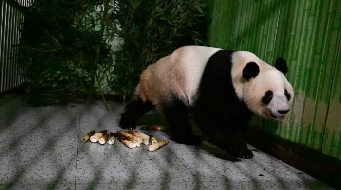 Japan-born pandas Xiao Xiao and Lei Lei arrive home in China's Sichuan