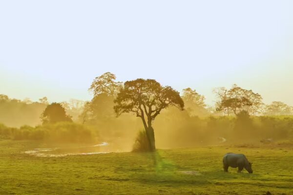 Kaziranga Elevated Corridor: How the new project aims to protect wildlife and improve connectivity | - The Times of India