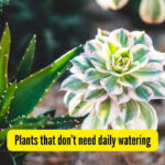 Low Maintenance Plants: 5 plants that don’t need daily watering — perfect for Indian conditions | - The Times of India