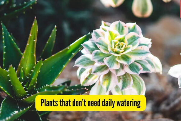 Low Maintenance Plants: 5 plants that don’t need daily watering — perfect for Indian conditions | - The Times of India