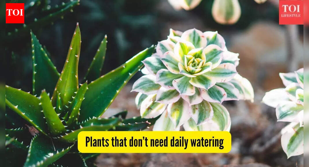 Low Maintenance Plants: 5 plants that don’t need daily watering — perfect for Indian conditions | - The Times of India