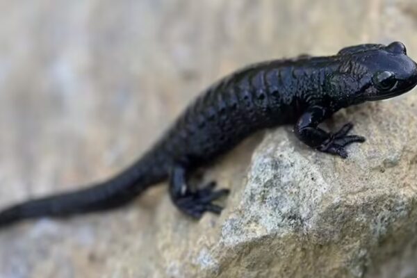 Meet the Alpine Salamander: Nature’s record holder for longest pregnancy | - The Times of India