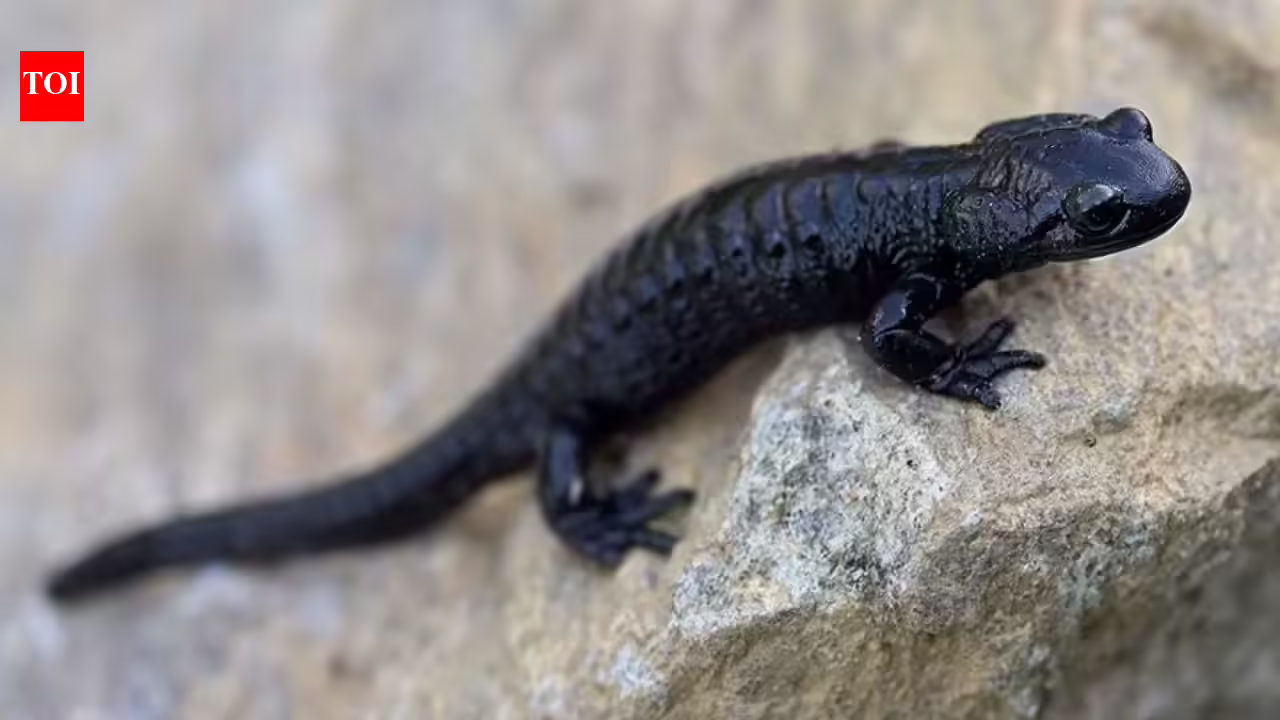 Meet the Alpine Salamander: Nature’s record holder for longest pregnancy | - The Times of India