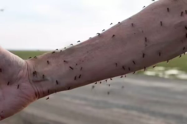Mosquitoes now prefer to feed on humans instead of wildlife: Study finds shocking reasons behind the shift | - The Times of India