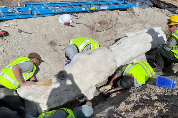 New fossils uncovered at Dinosaur National Monument, leading to first excavation there in a century