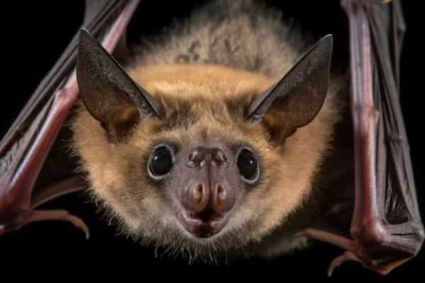 Nipah virus outbreak in India: Is it deadly, symptoms, how it spreads, high fatality rates, all you need to know as 5 infected, 100+ quarantined