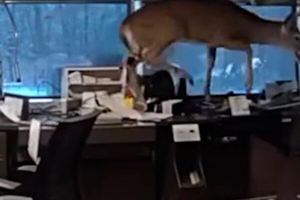 Police find deer trapped in a Long Island bank