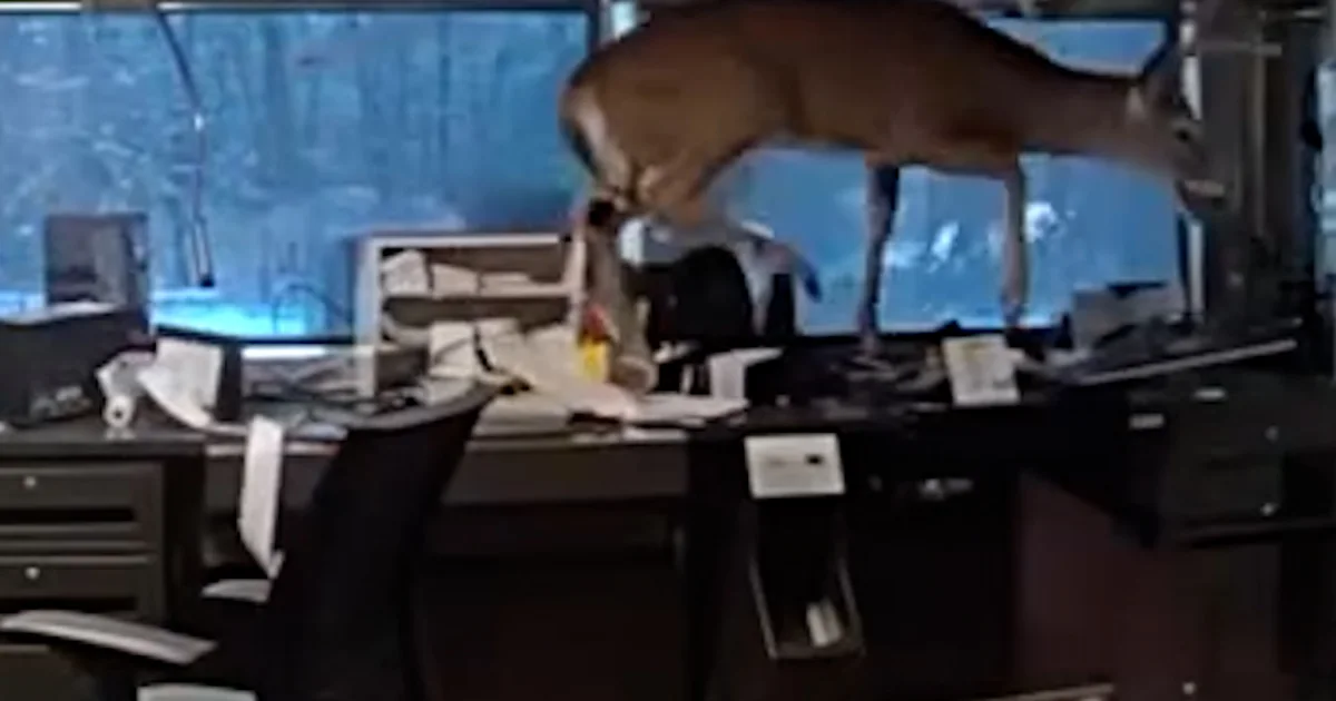 Police find deer trapped in a Long Island bank