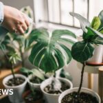 Serial houseplant killer? Here's how to keep them alive