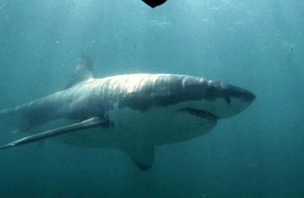 Shark mauls boy in Sydney Harbour