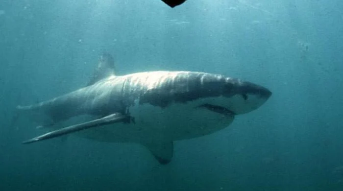 Shark mauls boy in Sydney Harbour